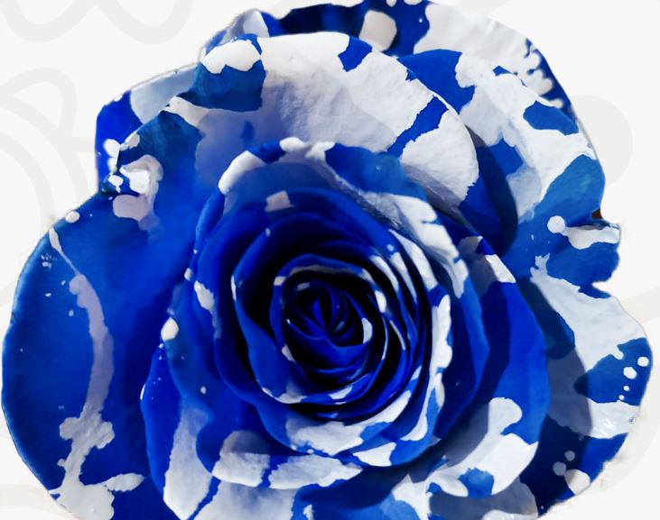 Roses Tinted Blue Seas